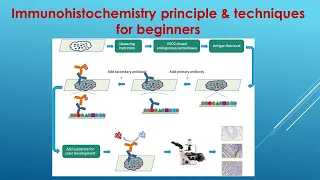 Immunohistochemistry Explained: Principle and Techniques for beginners