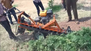 Carrot harvester