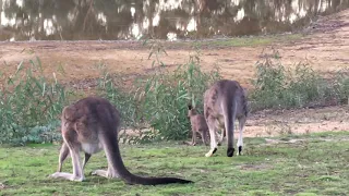 Joey Tries to Get in Wrong Kangaroo's Pouch at Victoria Sanctuary