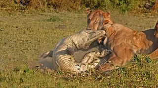 Amazing Lion Attack Crocodile To Death   Battle For Survival 2017