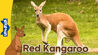 Meet the Animals | Marsupials | Red Kangaroo | Stories for Kindergarten