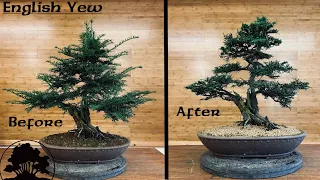 English Yew Bonsai - Greenwood Bonsai