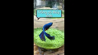 Trồng cỏ thủy sinh nuôi cá nè #shorts