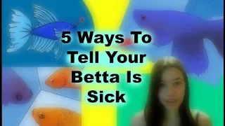 5 Ways to Tell Your Betta is Sick