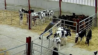 Undercover filming shows calves punched, kicked and abused in Shropshire