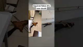 Squirrel fakes it’s own death #funnyanimals #squirrel #fake #death