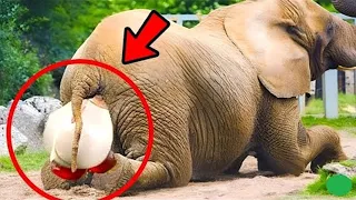 The elephant gave birth to a baby, and a few minutes later a terrible thing happened!