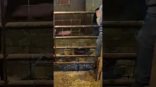 PIGGY Body Check! #WhittAcres #homesteadinglife #enjoynaturetoday #barnyardanimals