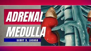 VET ENDO | Adrenal Medulla (Part 1, Version 2) 10/2021