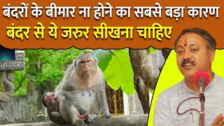 इंसानों को बंदरों से ये जरुर सीखना चाहिए | बंदर कभी बीमार क्यों नहीं होते ? Rajiv Dixit