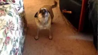 Screaming Pug; Megan