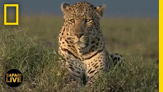 Safari Live - Day 304 | National Geographic