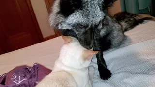 Emmie Fox grooms Xerxes the cat