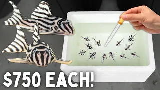 BREEDING Zebra Plecos - Made 12 Babies!