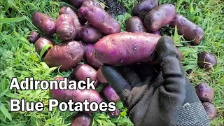Adirondack Blue Potato Harvest From Two Ten Gallon Grow Bags.