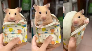 Funny Hamster Videos Compilation #2 | Funny and Cute moment of the Animal