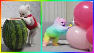 Tik Tok Chó Phốc Sóc Mini 😍 New Funny and Cute Pomeranian 🐕 #459