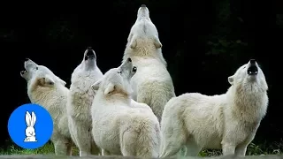 Wolf Packs Howling Compilation