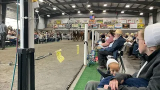 06-09-2023 Mt Hope Auction - Mid-Ohio Summer Crossbred Auction - Mt Hope, OH