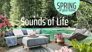 Spring Ambience (No Music) CALMING Nature Sounds with Birds Singing