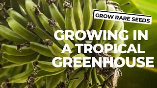 Get a Taste For a Tropical Greenhouse!