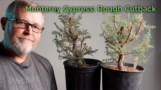 Bonsaify | Monterey Cypress Rough Cutback for Bonsai Development