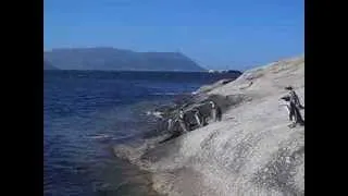 Boulders Penguin Colony, Boulders Beach, Cape Town, South Africa