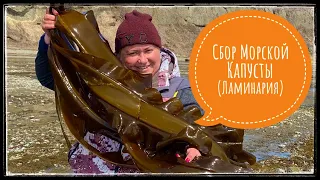 о.Сахалин. Сбор Морской Капусты(Ламинария)