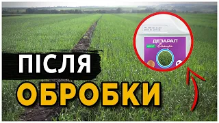 Огляд озимої пшениці на 4 день після обробки фунгіцидом та амінокислотами.