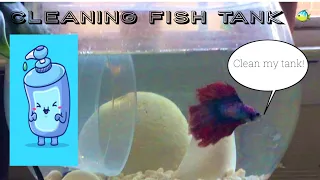 How I clean my betta fish tank || Why should you clean your fish tank? How often? 🐠