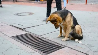 Собака каждый день заглядывала в канализацию. Люди были потрясены, когда открыли люк!