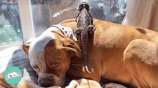 Bearded Dragon And Gentle Pitbull Surprise Family With Their Friendship | Cuddle Buddies