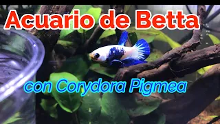 ❤️Acuario pez Betta con Corydora Pigmea / Cuidados Básicos Corydora Pigmea