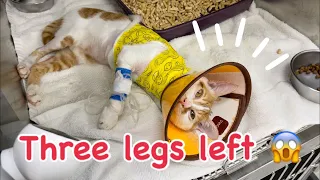 What will happen to the kitty with three legs left?