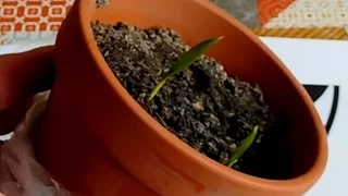 Palm Seedlings Update - potting them on