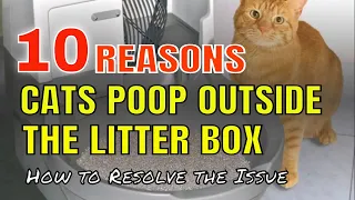 10 REASONS CATS POOP OUT OF THEIR LITTER BOX l (With Voice-Over Narration) l V-18