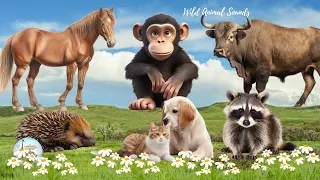 Happy Animal Moment Around Us: Buffalo, Horse, Monkey, Porcupine, Raccoon - Animal Paradise