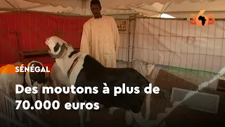 Sénégal. La race Laadoum, ces moutons à plus de 70.000 euros