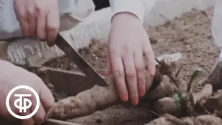 Наш сад. Георгины - хранение, деление клубней, подготовка к посадке (1982)