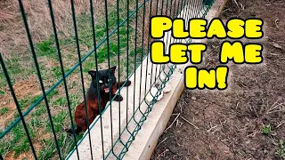 Stray Cat from Forest Politely Asks to Let him In