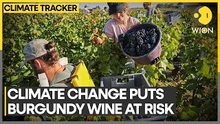 Climate change threatens grapes of burgundy wine region | WION Climate Tracker