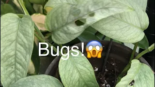 How To Get Rid Of Bugs On Your Plants/Orchids. Orchid Care For Beginners