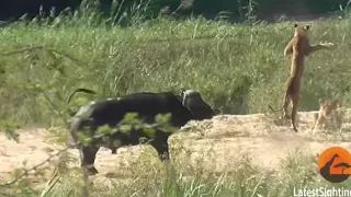 Angry Buffalo launch Lion into Air to save Lizard