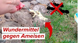 Wundermittel gegen Ameisen! OHNE Chemie! 🐜🐜🐜 verschwinden für immer von Pflanzen, Rasen und Beet!