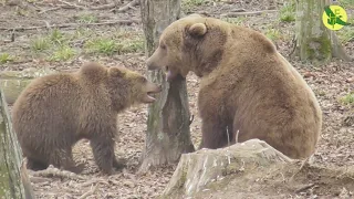 Сім'я ведмедів в осінніх клопотах / Bear family rescued from Paliekhin preparing to wintering /