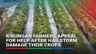 Kibungan farmers appeal for help after hailstorm damage their crops
