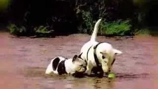 Bull Terrier vs French Bulldog