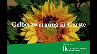 Gelbverzwergungsvirus in Wintergerste