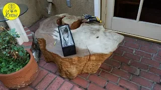 Some Dude Took Home This 400 Year Old Tree Stump  Then He Revealed What He Was Really Doing With It