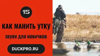 15. Как манить утку  Охота с Фрэдом Зинком. Звуки для новичков.  Русская озвучка